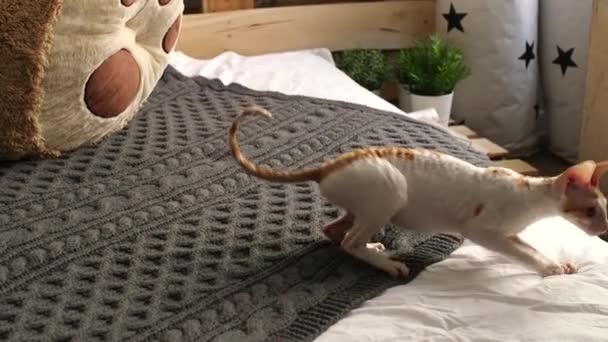 Cornish Rex Gato Com Cabelo Incomum Orelhas Grandes Olhos Vídeo — Vídeo de Stock