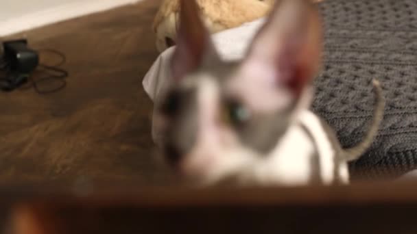 Cornish Rex est un chat aux cheveux inhabituels, aux grandes oreilles et aux yeux. Dans la vidéo, ils jouent, courent et sautent .