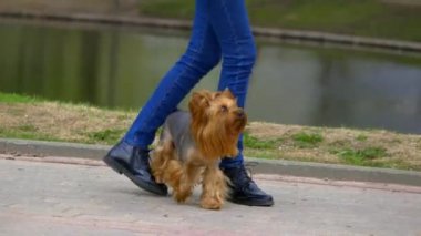 Yorkshire Terrier köpek eğitim. Çeşitli komutlar ve hileler gerçekleştirebilirsiniz. Örneğin, bazı videolar o sahibi bacaklarının arasına yürür veya ön ayakları üzerinde yürüyerek ulaşabilirsiniz. Lütfen bu köpek ile tüm videoları izleyin. Belki bazı gibi olacak. Teşekkür ederiz