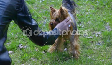 Yorkshire Terrier köpek eğitim. Çeşitli komutlar ve hileler gerçekleştirebilirsiniz. Örneğin, bazı videolar o sahibi bacaklarının arasına yürür veya ön ayakları üzerinde yürüyerek ulaşabilirsiniz. Lütfen bu köpek ile tüm videoları izleyin. Belki bazı gibi olacak. Teşekkür ederiz