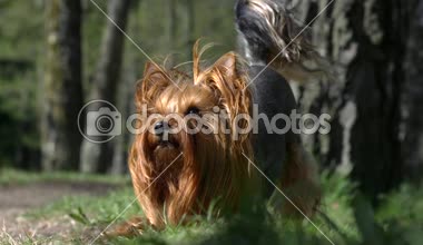 Yorkshire Terrier köpek eğitim. Çeşitli komutlar ve hileler gerçekleştirebilirsiniz. Örneğin, bazı videolar o sahibi bacaklarının arasına yürür veya ön ayakları üzerinde yürüyerek ulaşabilirsiniz. Lütfen bu köpek ile tüm videoları izleyin. Belki bazı gibi olacak. Teşekkür ederiz