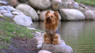 Yorkshire Terrier köpek eğitim. Çeşitli komutlar ve hileler gerçekleştirebilirsiniz. Örneğin, bazı videolar o sahibi bacaklarının arasına yürür veya ön ayakları üzerinde yürüyerek ulaşabilirsiniz. Lütfen bu köpek ile tüm videoları izleyin. Belki bazı gibi olacak. Teşekkür ederiz