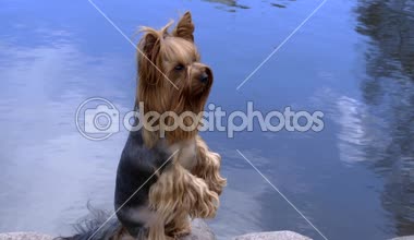 Yorkshire Terrier köpek eğitim. Çeşitli komutlar ve hileler gerçekleştirebilirsiniz. Örneğin, bazı videolar o sahibi bacaklarının arasına yürür veya ön ayakları üzerinde yürüyerek ulaşabilirsiniz. Lütfen bu köpek ile tüm videoları izleyin. Belki bazı gibi olacak. Teşekkür ederiz