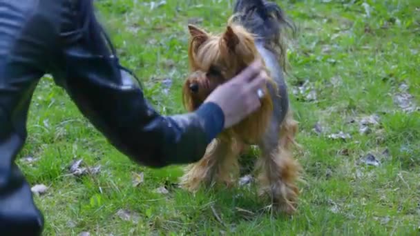 训练的约克郡猎犬狗 它可以执行各种命令和技巧 在一些视频中 她走在主人的腿之间或可以走在前面的腿上 请看所有的视频与这只狗 也许你会喜欢一些 — 图库视频影像
