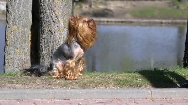 테리어 강아지 그것은 트릭을 수행할 있습니다 동영상에서 그녀는 소유자의 다리에 — 비디오