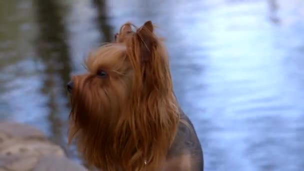 Yorkshire Terrier Hund Ausgebildet Kann Verschiedene Befehle Und Tricks Ausführen — Stockvideo