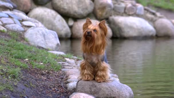 训练的约克郡猎犬狗 它可以执行各种命令和技巧 在一些视频中 她走在主人的腿之间或可以走在前面的腿上 请看所有的视频与这只狗 也许你会喜欢一些 — 图库视频影像