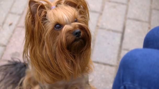 Yorkshire Terrier Pies Przeszkolony Może Wykonywać Różne Polecenia Wskazówki Przykład — Wideo stockowe