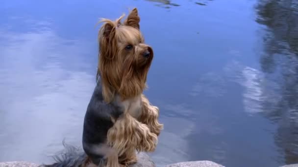 Εκπαιδευμένο Σκυλί Yorkshire Terrier Αυτό Μπορεί Εκτελέσει Διάφορες Εντολές Και — Αρχείο Βίντεο