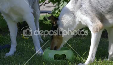 Parkta, iki collies yeşil bir kaseden su içmek. birlikte ve ayrı ayrı yerler. Büyük Ağızlıklar.