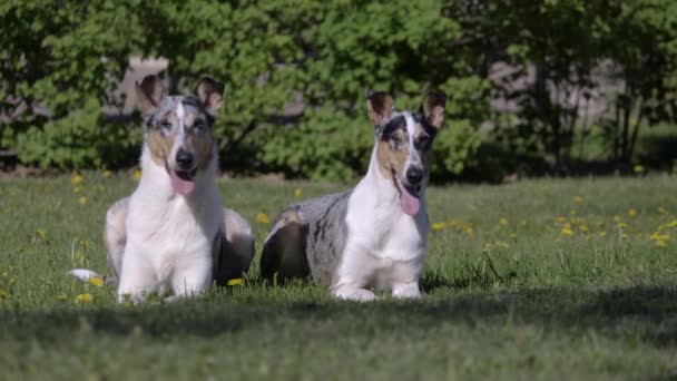 美丽的牧羊犬狗躺在公园的草地上 牧羊犬短头发 非常艳丽的狗 Slowmotion — 图库视频影像