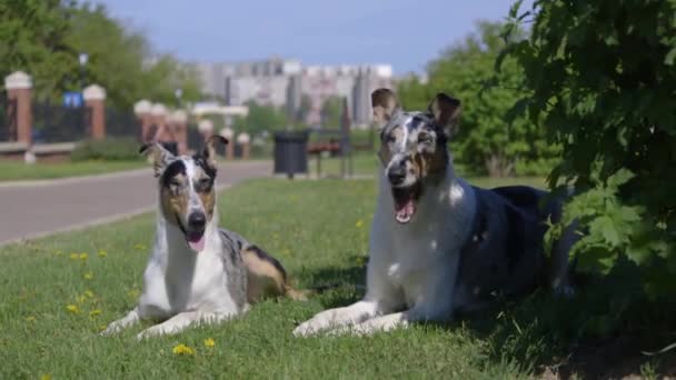 コリー 公園で芝生に寝転んで 互いのグリグリのにおいを嗅ぐ 犬の品種は非常に希少で美しい — ストック動画