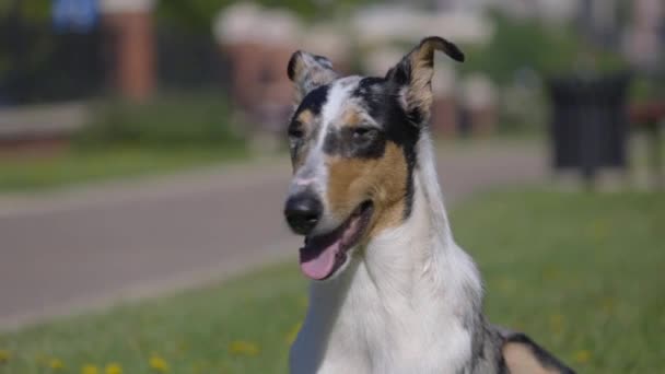 Collie Pelo Corto Encuentra Hierba Bozal Con Una Nariz Largo — Vídeo de stock