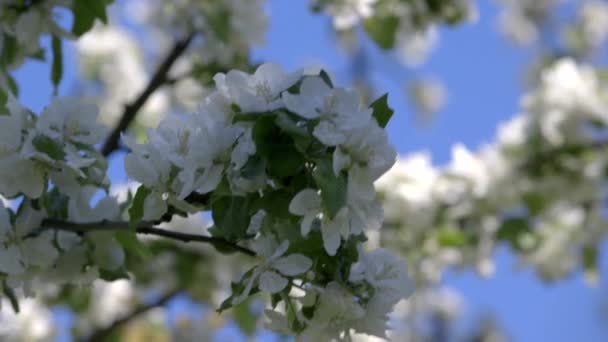 在花园里有一棵果树 苹果梨 风吹了一点 Slowmotion 视频剪辑