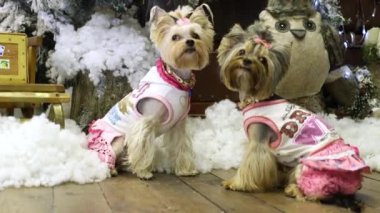 Yorkshire korkunç bir Noel ortamda oturuyor. Yorkie giysili. Köpekler ve Noel. Bu evde köpeklerin barınmasına. Köpek elbise. Festival video. Tatil köpek. Tatil video. Cins.