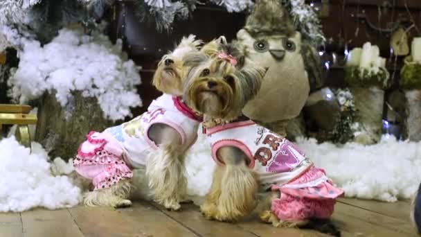 匹の犬は クリスマス ツリーの近くに座っています 犬の服 人工雪の周りにあります 一匹の犬の葉 二つ目のまま座っています 大気のビデオ 新年やクリスマス — ストック動画