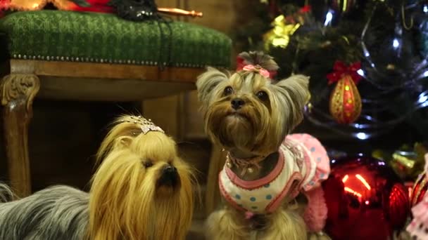 约克郡猎狗 有点担心和颤抖 靠近圣诞树和玩具 一个美丽的圣诞节 — 图库视频影像