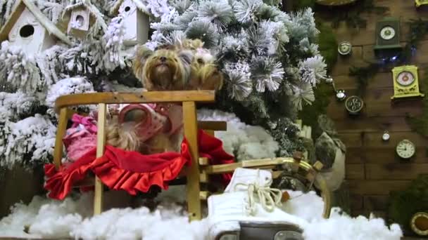 Vánoční video. Yorkshire Terrier v šatech sedět v saně na červený polštář u vánočního stromu. Nedaleko je umělé sen. Yorks jsou trochu strach a chvění (možná si myslíte že se třesou před zimou).
