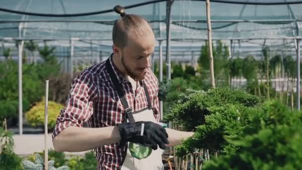 Un jardinero con una herramienta especial de jardín pulverizó plantas de coníferas en un gran invernadero . — Vídeo de stock