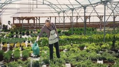 Sabit kamera hareketi. Bir çocuk bir bahçe önlük sakallı süs bitkileri su ile dökülen. Güneşli bir günde çiçekli bahçe.