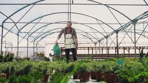Obecný plán. Mužské zahradník pracuje ve skleníku, zalévání rostlin s zelenou konev. Slunečný den ve skleníku, kapky vody. — Stock video