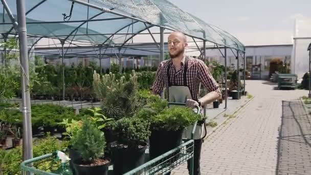 Ein Mann mit Bart geht durch ein Gewächshaus und trägt auf dem Gartenwagen Setzlinge schöner Zierbäume. — Stockvideo