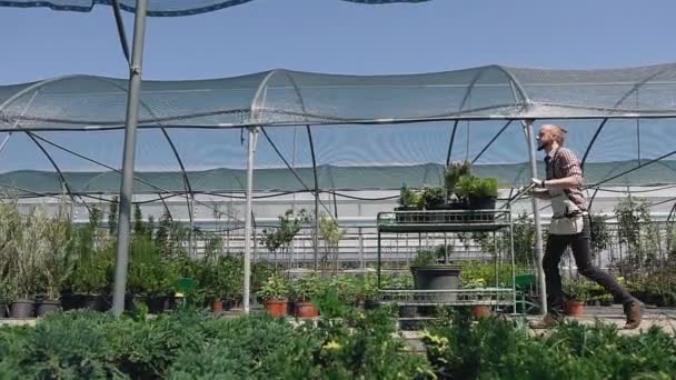 Plano general, vista lateral. Un jardinero en un delantal en el fondo de un invernadero, con la ayuda de un carro de jardín lleva plantas ornamentales en el invernadero. Día soleado, luz suave del día . — Vídeos de Stock