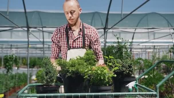 Un hombre hermoso con una barba vistiendo un jardinero, cargando raros árboles y plantas enraizadas en el carro. El jardinero trabaja en un invernadero . — Vídeos de Stock