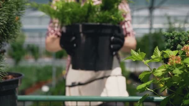 Närbild. En vacker man med ett skägg som bär en trädgårdsmästare, laddar sällsynta rotade träd och växter i vagnen. Trädgårdsmästaren fungerar i ett växthus. — Stockvideo