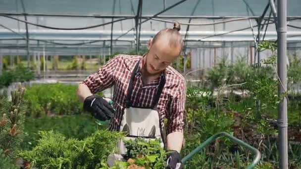 Ogrodnik w czerwoną koszulę i fartuch, patrząc po roślin ozdobnych. Kropi chłopiec z wody kwiaty, kropelki wody na tle promieni słonecznych. — Wideo stockowe