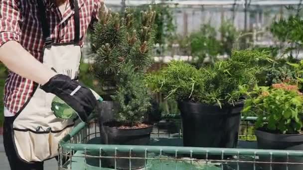 El primer plano de la mano en los guantes que sostienen el embudo. Un hombre con barba en un delantal de jardín vierte plantas ornamentales con agua. Jardín con árboles decorativos en un día soleado . — Vídeos de Stock