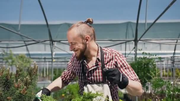 Un jardinero alegre, perfectamente bailando y cuidando las plantas en un gran invernadero. Un hombre en un delantal de jardín que ama mucho su trabajo . — Vídeos de Stock