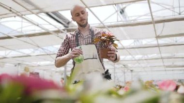 Çiçek sera, bitkiler için düşünen bir adamın genel planı. güneş ışığı arka planda su damlaları.