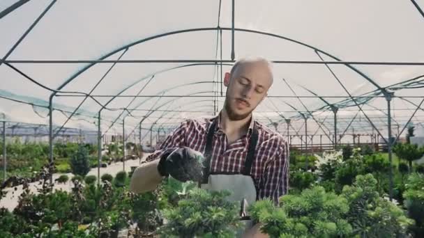 Um homem sorrindo trabalha em uma estufa usando uma ferramenta de jardim. O jardineiro asperge árvores decorativas . — Vídeo de Stock