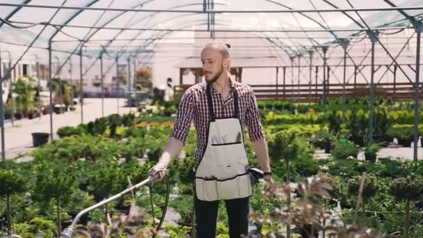 Un jardinero vestido con un delantal trabaja en un gran invernadero, regando plantas en un día soleado . — Vídeo de stock