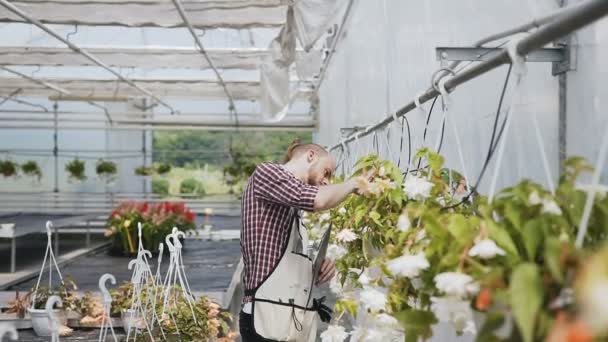 Jeune homme jardinier dans une grande serre . — Video