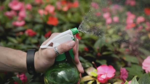 年轻人用喷雾器在温室里浇灌植物。爱护植物、健康、生态。美丽的手反对开花花园的背景。120fps. — 图库视频影像