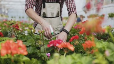 Bir huni tutan bir el ile kapatın. Bahçe bir önlük bir sakallı bir adam süs bitkileri su ile dökülen. Güneşli bir Dekoratif ağaçlar ile Bahçe.