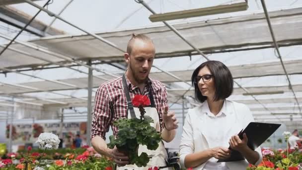 Des agriculteurs et jardiniers heureux travaillent et examinent des pots de fleurs dans la serre industrielle ensoleillée . — Video