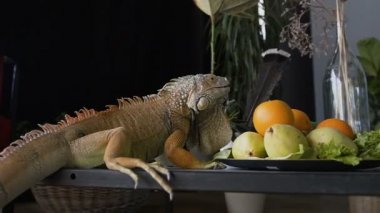 Büyük iguana bir meyve tabağı yakınındaki bir masaya oturur.