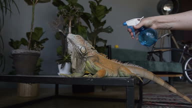 Sıcak bir günde büyük iguana sarı kertenkele sulanır.