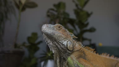 Yakın çekim portre büyük bir iguana. Yeşil bitkiler arka plan üzerinde oturan bir kertenkele bir kamera binmek.