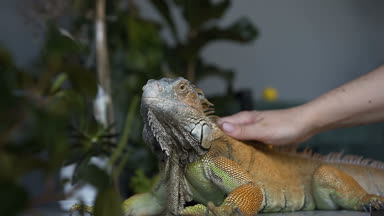 Büyük pençeleri ile iguana kertenkele odasında oturuyor. Kız onu evde beslenen hayvan sürüngen vuruş.