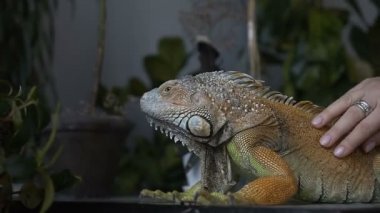 Yakın çekim. Büyük pençeleri ile iguana kertenkele odasında oturuyor. Kız onu evde beslenen hayvan sürüngen sıvazlar. Vahşi hayvan evde.