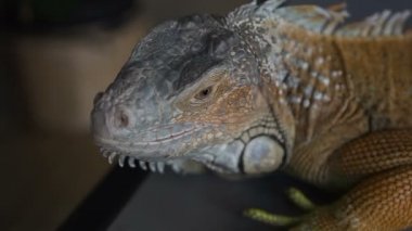 Bir sürüngen Close-up kameraya bakar ve onun kafa döner. vahşi iguana portresi.
