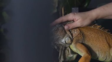 Onun silah yeşil kertenkele iguana arka plan doğal yeşil doğa üzerinde tutan fotoğraf kadın kadar yakın şaşırtıcı