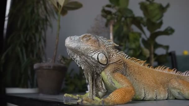 Lézard de couleur jaune-vert assis sur la table dans le studio. Iguana est éclaboussé de gouttelettes d'eau . — Video