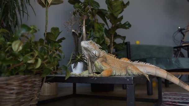 Porträt eines großen Leguans. Fahrt mit der Kamera auf einer Eidechse, die auf dem Hintergrund grüner Pflanzen sitzt. — Stockvideo