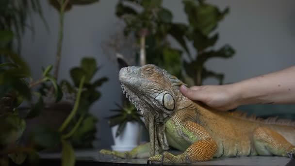 The girl is stroking a large lizard. Close up of a girls hand that strokes a reptile. — Stock Video