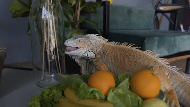 Eine schöne grüne Eidechse sitzt auf dem Tisch und frisst die Früchte, die auf dem Teller liegen. der Leguan, der auf dem Hintergrund des heimischen Innenraums sitzt, frisst eine Orange. — Stockvideo